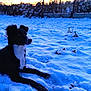 dog, black_and_white, snow, winter, outdoor, sunset, animal, nature, cold, field, fur, paw, relaxed, quiet, serene, canine, landscape, evening, sky, fence