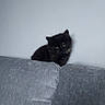 cat, kitten, black_cat, fluffy, furry, animal, pet, sitting, couch, sofa, cushion, indoors, home, portrait, close_up, gray, wall, ears, whiskers, adorable