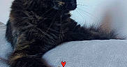 Kyara participe au concours pour gagner de l'argent avec cette photo : cat, black_cat, fluffy, long_hair, feline, pet, animal, yellow_eyes, profile, sitting, lounging, paws, whiskers, ears, fur, couch, indoors, portrait, emoji, relaxed