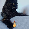 cat, black_cat, fluffy, long_hair, feline, pet, animal, yellow_eyes, profile, sitting, lounging, paws, whiskers, ears, fur, couch, indoors, portrait, emoji, relaxed