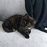 kitten, cat, black_fur, fluffy, long_hair, green_eyes, animal, pet, sofa, couch, blanket, indoors, home, portrait, sitting, lying_down, relaxed, cute, feline, photography
