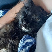 Kyara participe au concours pour gagner de l'argent avec cette photo : kitten, cat, black_cat, sleeping, sleepy, relaxed, whiskers, fur, closeup, portrait, pet, animal, cozy, blanket, fabric, cuddling, indoors, home, snuggled, peaceful