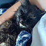 kitten, cat, black_cat, sleeping, sleepy, relaxed, whiskers, fur, closeup, portrait, pet, animal, cozy, blanket, fabric, cuddling, indoors, home, snuggled, peaceful