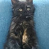 cat, kitten, black_cat, fluffy, long_hair, green_eyes, animal, pet, sitting, portrait, front_view, indoors, blue_jeans, lap, paws, whiskers, ears, cream_patch, furniture, home