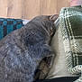 Blu is registered to the contest to win money with this photo: cat, grey_cat, sleeping, nap, cozy, blanket, lap, furry, pet, indoor, wooden_floor, soft, relaxed, fur, animal, comfort, resting, cute, domestic_cat, closeup