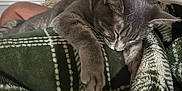 Blu joined the competition — help win amazing prizes! cat, sleeping, gray_cat, blanket, green_blanket, plaid_pattern, person, relaxing, indoor, couch, window, casual_clothing, furniture, resting, paw, cozy, nap, home, domestic_animal, soft_texture