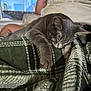 blanket, casual_clothing, cat, couch, cozy, domestic_animal, furniture, gray_cat, green_blanket, home, indoor, nap, paw, person, plaid_pattern, relaxing, resting, sleeping, soft_texture, window