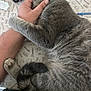 Blu is registered to the contest to win money with this photo: cat, gray_cat, pet, snuggling, arm, hand, tablecloth, wallet, pen, fur, cozy, domestic_animal, resting, close_up, indoor, cute, animal, feline, patterned_background, affection