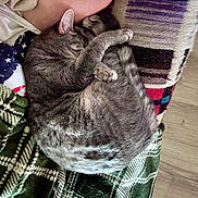 Blu is registered to the contest to win money with this photo: cat, gray_tabby, blanket, couch, person, shirt, patterned, indoor, sleeping, curled_up, feline, paw, striped, fur, resting, wooden_floor, cozy, relaxed, domestic_animal, close_up