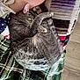 blanket, cat, close_up, couch, cozy, curled_up, domestic_animal, feline, fur, gray_tabby, indoor, patterned, paw, person, relaxed, resting, shirt, sleeping, striped, wooden_floor