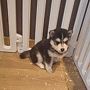 Betty a rejoint le concours — aidez-le/la à gagner de superbes lots ! puppy, dog, husky, baby_gate, wood_floor, pet, young_animal, indoor, fence, fur, cute, small, animal, pet_care, flooring, sleepy, black_and_white, adorable, domestic_animal, companion