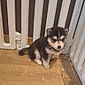 puppy, dog, husky, baby_gate, wood_floor, pet, young_animal, indoor, fence, fur, cute, small, animal, pet_care, flooring, sleepy, black_and_white, adorable, domestic_animal, companion