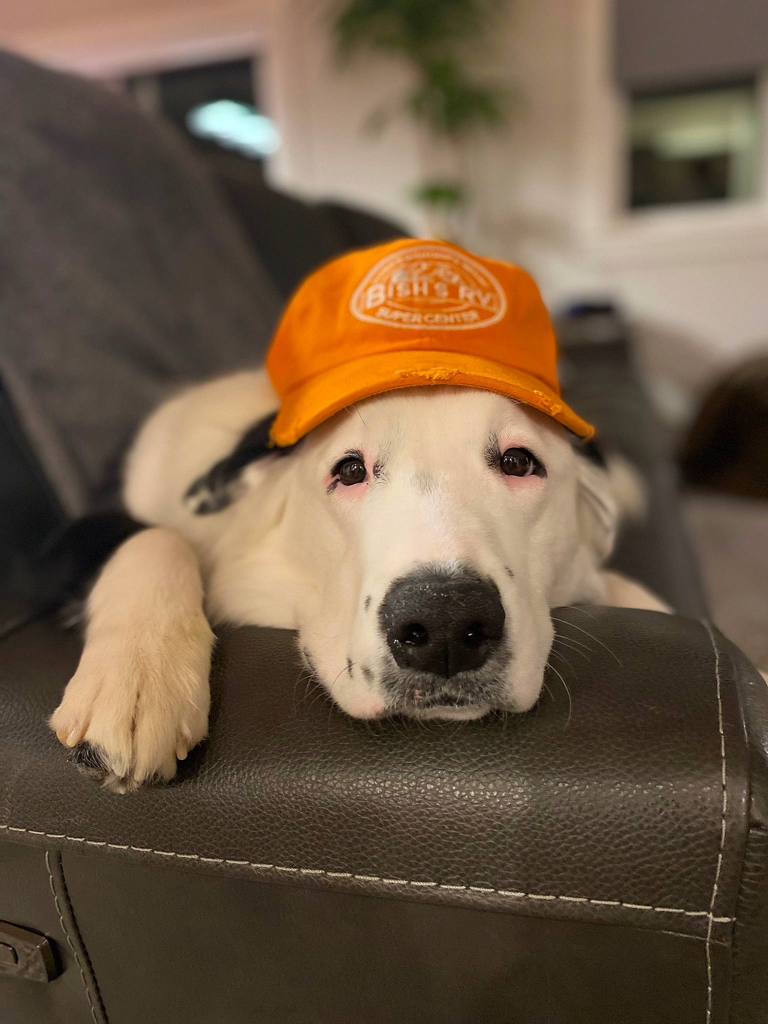 Oxley is registered to the contest to win money with this photo: canidae, cap, carnivore, collar, comfort, companion_dog, couch, dog, dog_breed, dog_supply, fashion_accessory, fawn, flooring, fur, hat, plant, snout, sporting_group, whiskers, working_animal