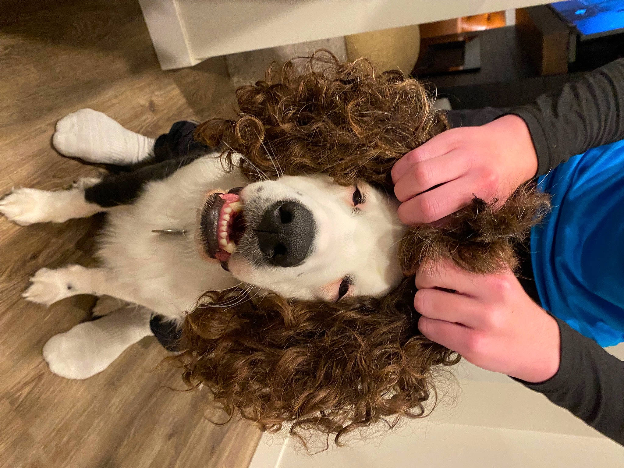 Oxley is registered to the contest to win money with this photo: canidae, carnivore, comfort, companion_dog, dog, dog_breed, ear, fawn, fur, kiss, non_sporting_group, plush, snout, sporting_group, stuffed_toy, toy, whiskers, working_animal