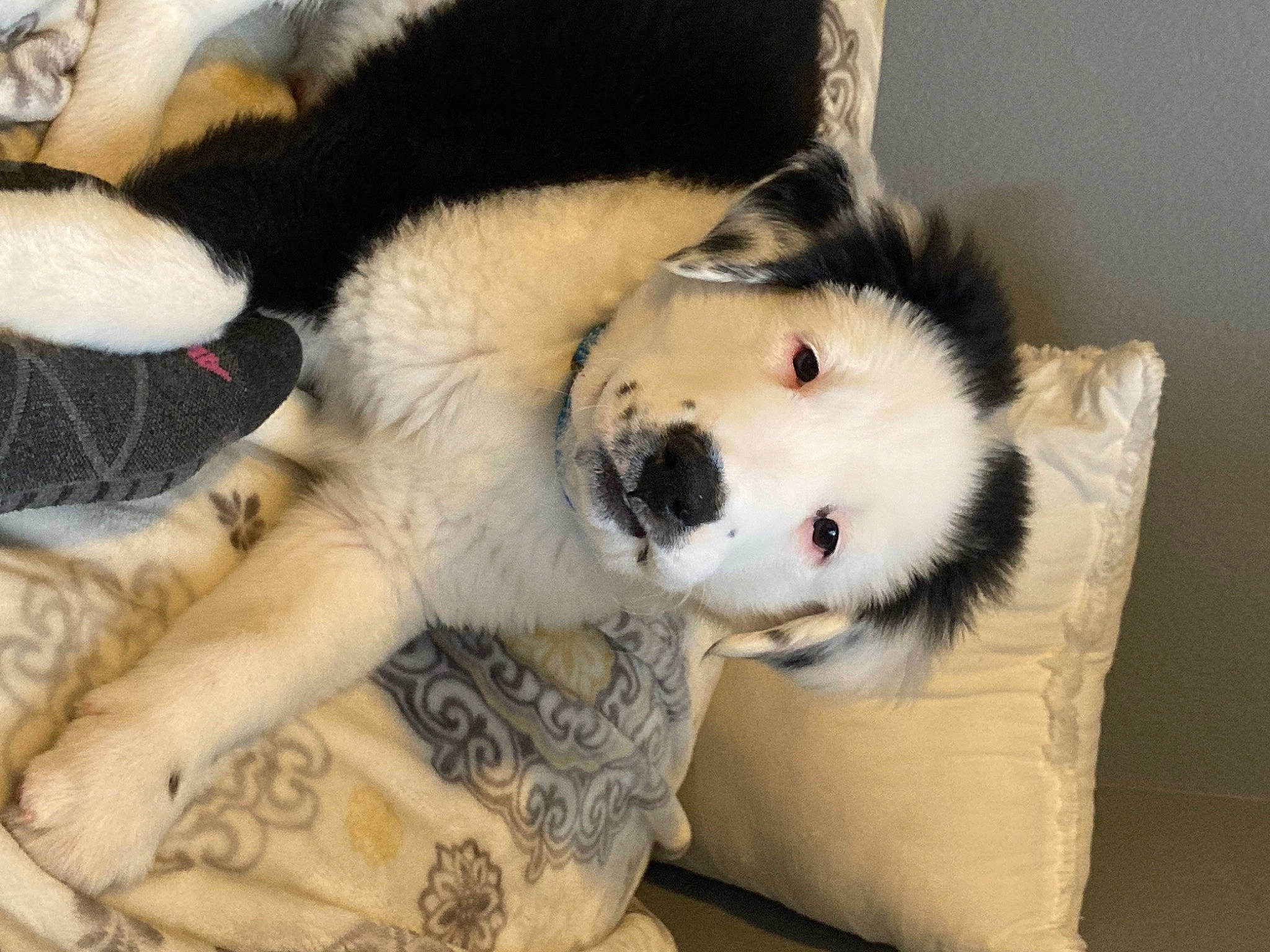 Oxley is registered to the contest to win money with this photo: canidae, carnivore, comfort, companion_dog, dog, dog_breed, fawn, felidae, foot, fur, plush, red_panda, small_to_medium_sized_cats, snout, sporting_group, stuffed_toy, tail, terrestrial_animal, toy, whiskers