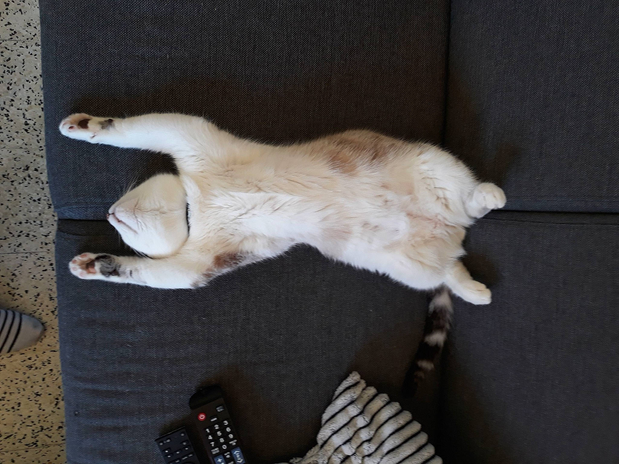 Smoker a rejoint le concours — aidez-le/la à gagner de superbes lots ! balinese, canidae, carnivore, cat, claw, companion_dog, dog_breed, domestic_short_haired_cat, fawn, felidae, fur, paw, small_to_medium_sized_cats, snout, sporting_group, tail, whiskers, wood