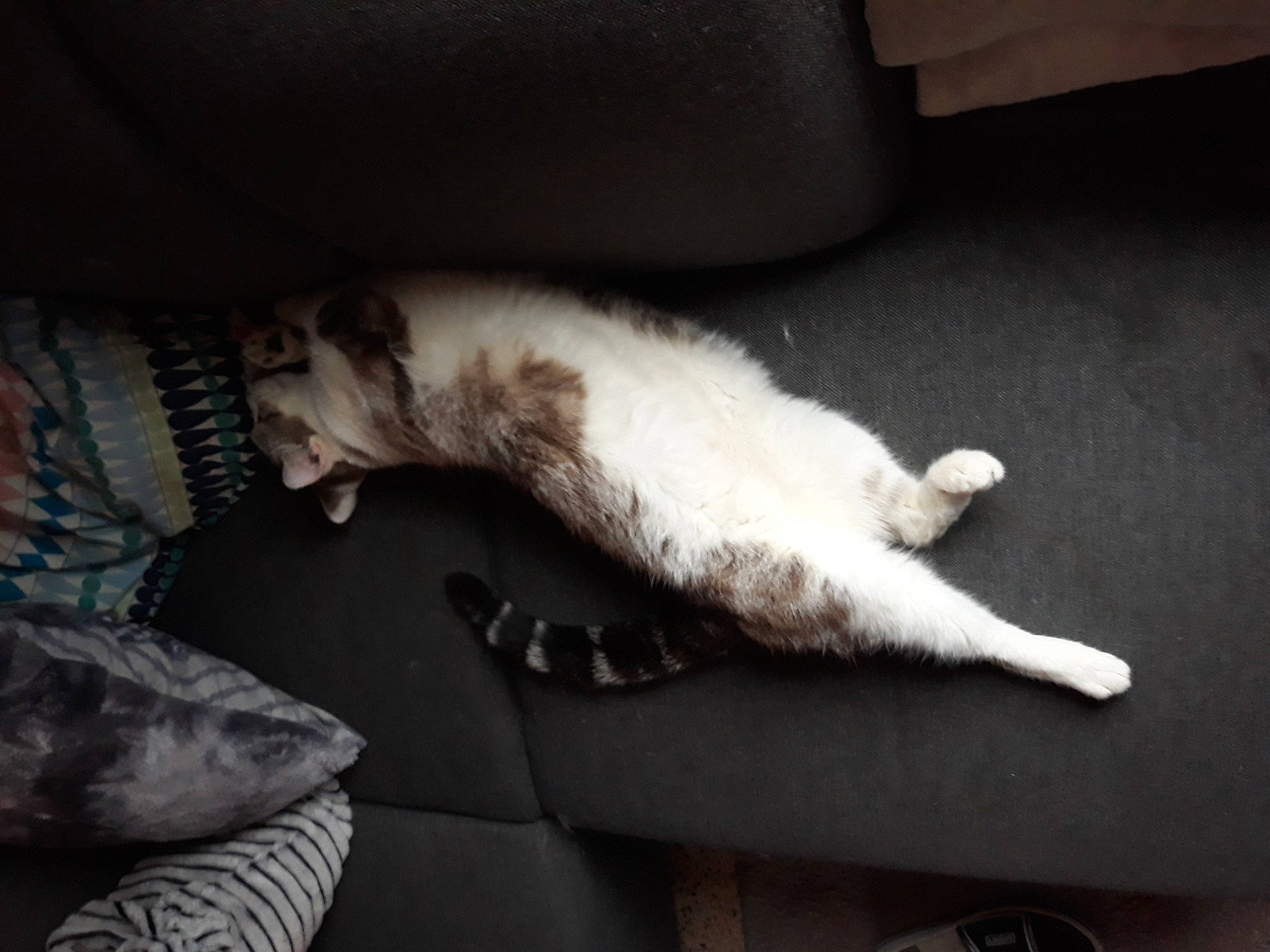 Smoker participe au concours pour gagner de l'argent avec cette photo : carnivore, cat, claw, comfort, companion_dog, couch, darkness, dog_breed, domestic_short_haired_cat, felidae, foot, fur, grey, human_leg, paw, room, small_to_medium_sized_cats, tail, whiskers, wood