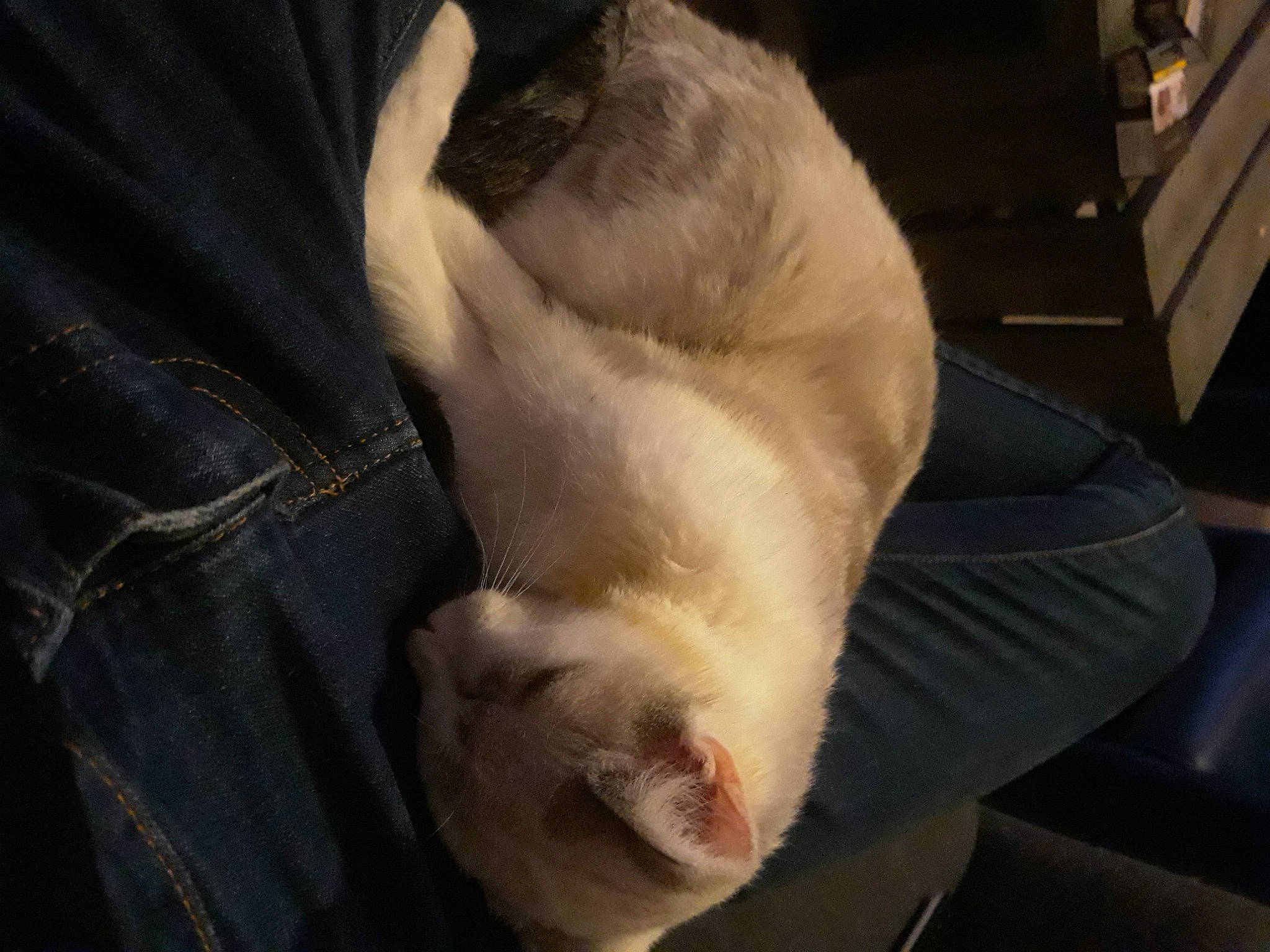 Smoker participe au concours pour gagner de l'argent avec cette photo : canidae, carnivore, cat, comfort, companion_dog, dog_breed, ear, fawn, felidae, foot, fur, gesture, human_body, human_leg, paw, small_to_medium_sized_cats, snout, sporting_group, tail, whiskers