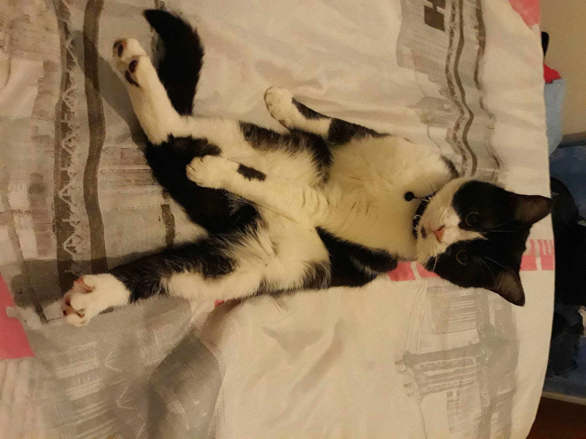 Sanji participe au concours pour gagner de l'argent avec cette photo : canidae, carnivore, cat, claw, comfort, companion_dog, dog_breed, domestic_short_haired_cat, fang, felidae, foot, fur, linens, paw, room, small_to_medium_sized_cats, snout, tail, terrestrial_animal, whiskers