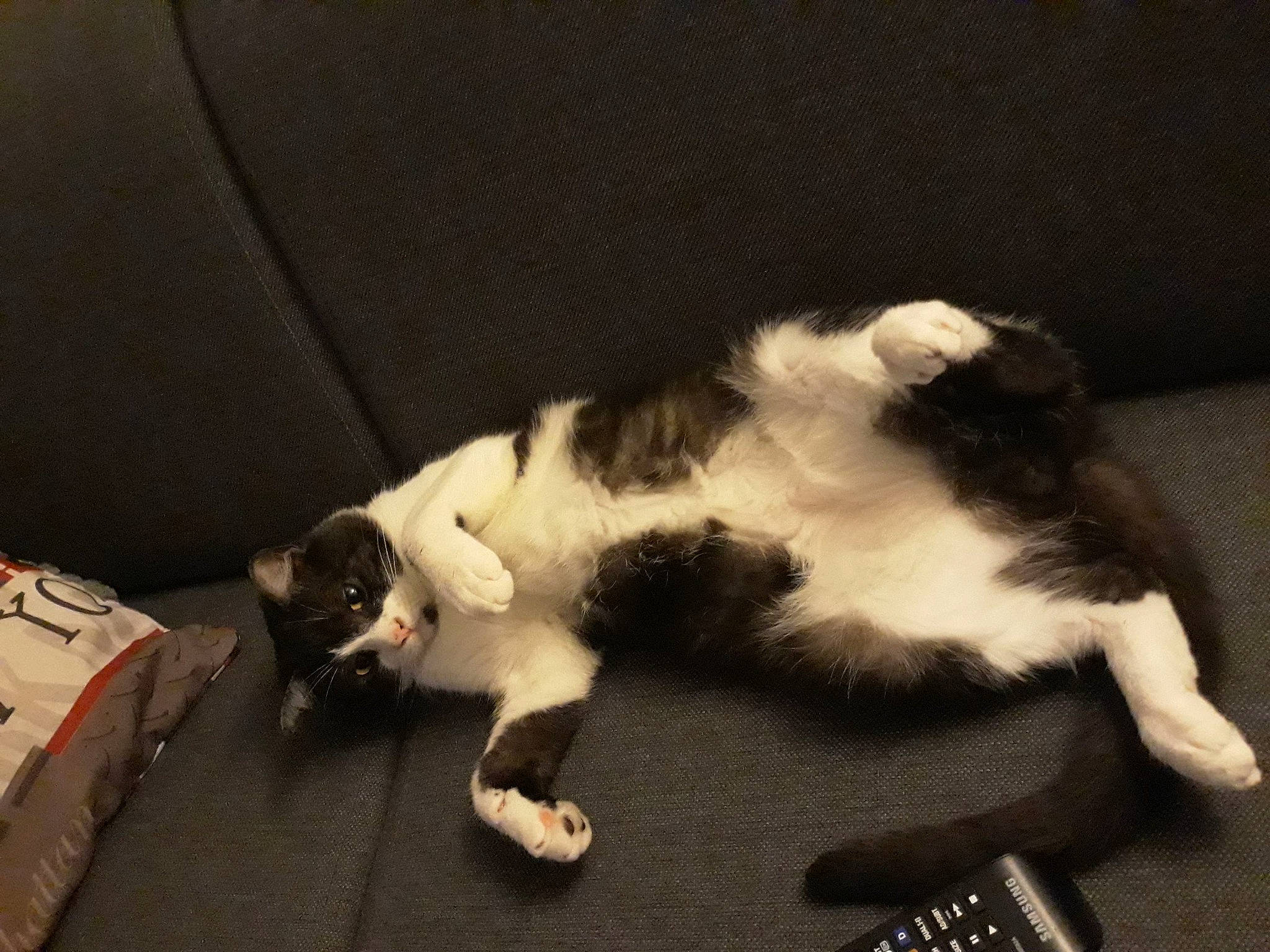 Sanji participe au concours pour gagner de l'argent avec cette photo : audio_equipment, canidae, carnivore, cat, claw, comfort, companion_dog, dog_breed, domestic_short_haired_cat, felidae, fur, lap, nap, paw, remote_control, room, small_to_medium_sized_cats, sporting_group, tail, whiskers