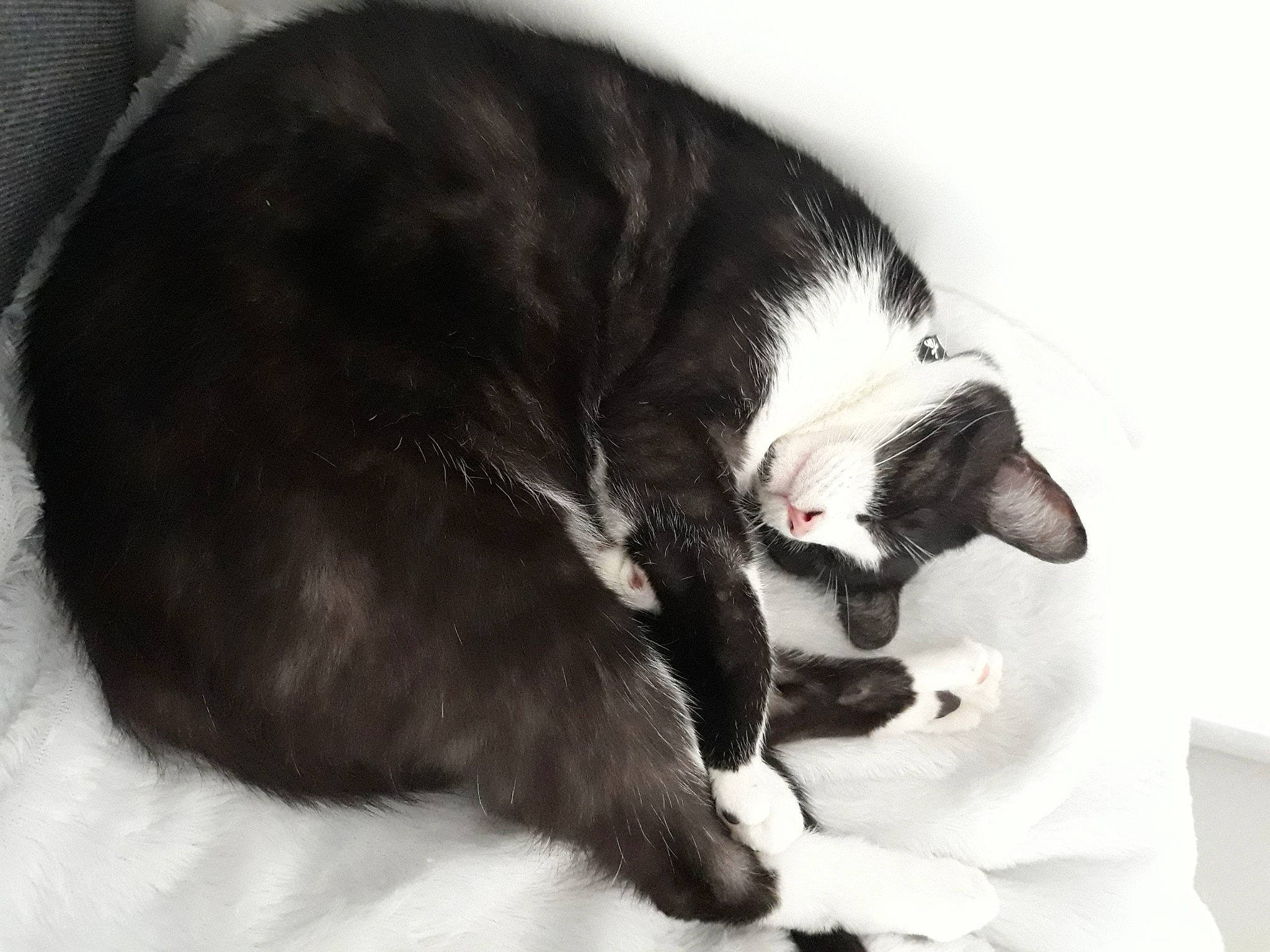 Sanji a rejoint le concours — aidez-le/la à gagner de superbes lots ! black_cat, canidae, carnivore, cat, claw, comfort, companion_dog, dog_breed, domestic_short_haired_cat, fang, felidae, fur, nap, paw, small_to_medium_sized_cats, sporting_group, tail, terrestrial_animal, whiskers, yawn