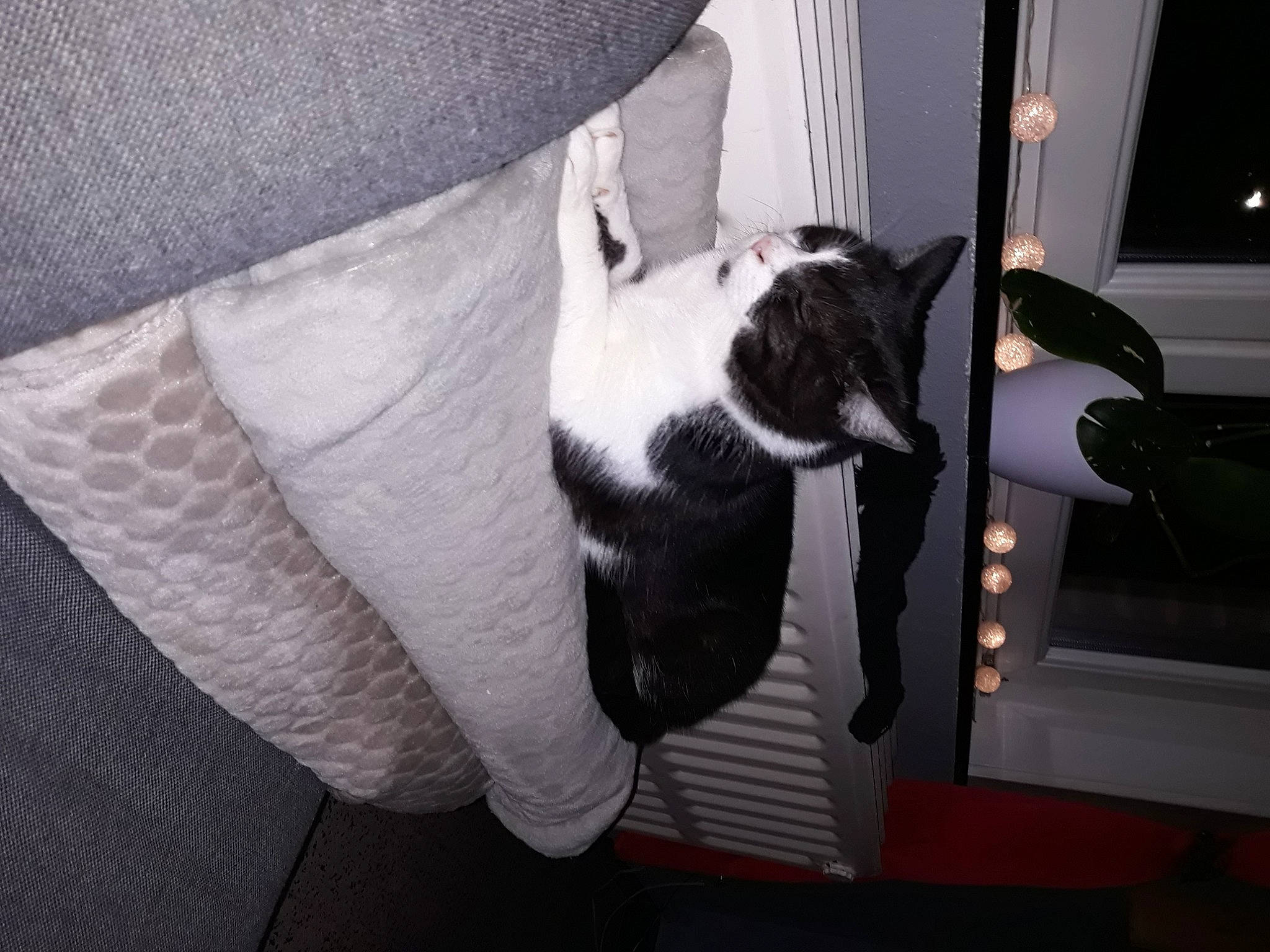 Sanji a rejoint le concours — aidez-le/la à gagner de superbes lots ! canidae, carnivore, cat, cat_supply, comfort, dog_breed, domestic_short_haired_cat, felidae, fur, human_leg, linens, monochrome_photography, pet_supply, room, small_to_medium_sized_cats, snout, sporting_group, tail, throw_pillow, whiskers