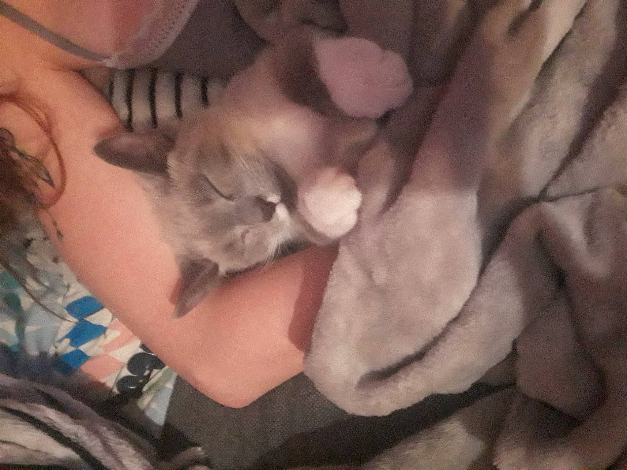 Flocoon participe au concours pour gagner de l'argent avec cette photo : bed, carnivore, cat, comfort, domestic_short_haired_cat, ear, fawn, felidae, fur, gesture, grey, lap, nail, nap, paw, plant, small_to_medium_sized_cats, snout, tail, whiskers