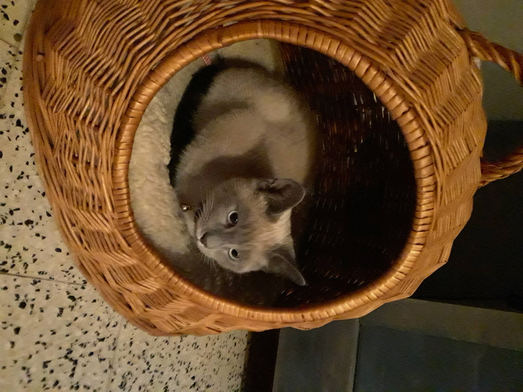 Flocoon a rejoint le concours — aidez-le/la à gagner de superbes lots ! carnivore, cat, cat_bed, cat_supply, chinchilla, comfort, domestic_short_haired_cat, fawn, felidae, fur, grey, hardwood, mustelidae, pet_supply, rodent, small_to_medium_sized_cats, snout, tail, whiskers, wood