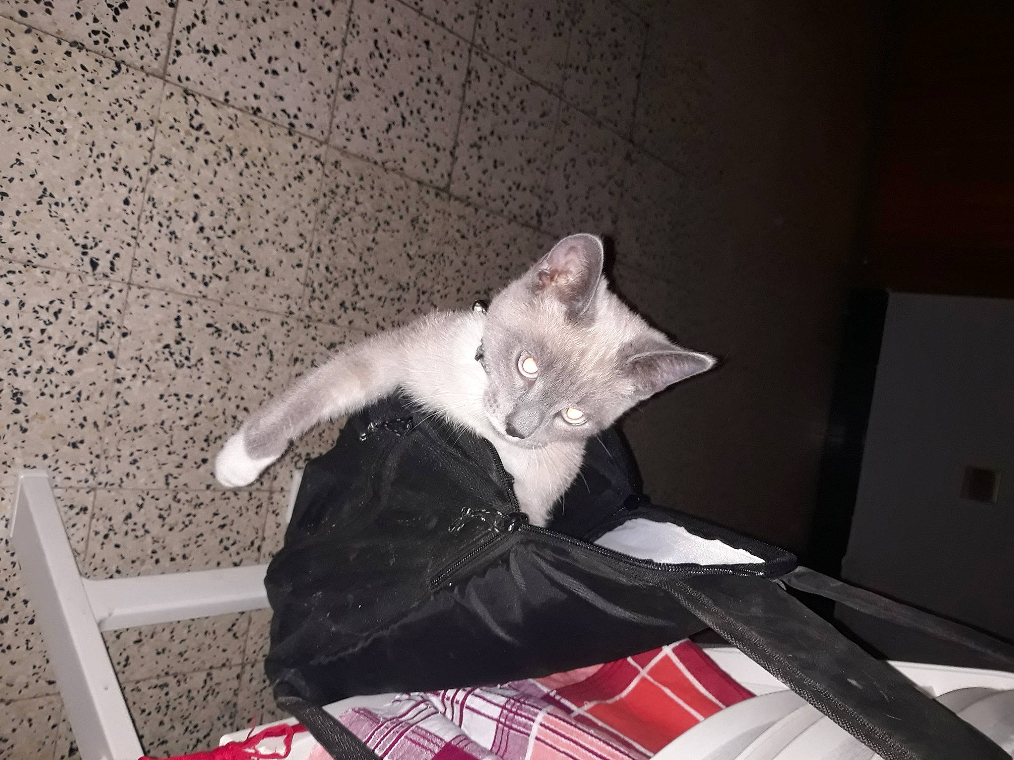 Flocoon a rejoint le concours — aidez-le/la à gagner de superbes lots ! canidae, carnivore, cat, chair, comfort, eye, fawn, felidae, foot, grey, head, human_body, musical_instrument, paw, plant, small_to_medium_sized_cats, snout, tail, tartan, whiskers