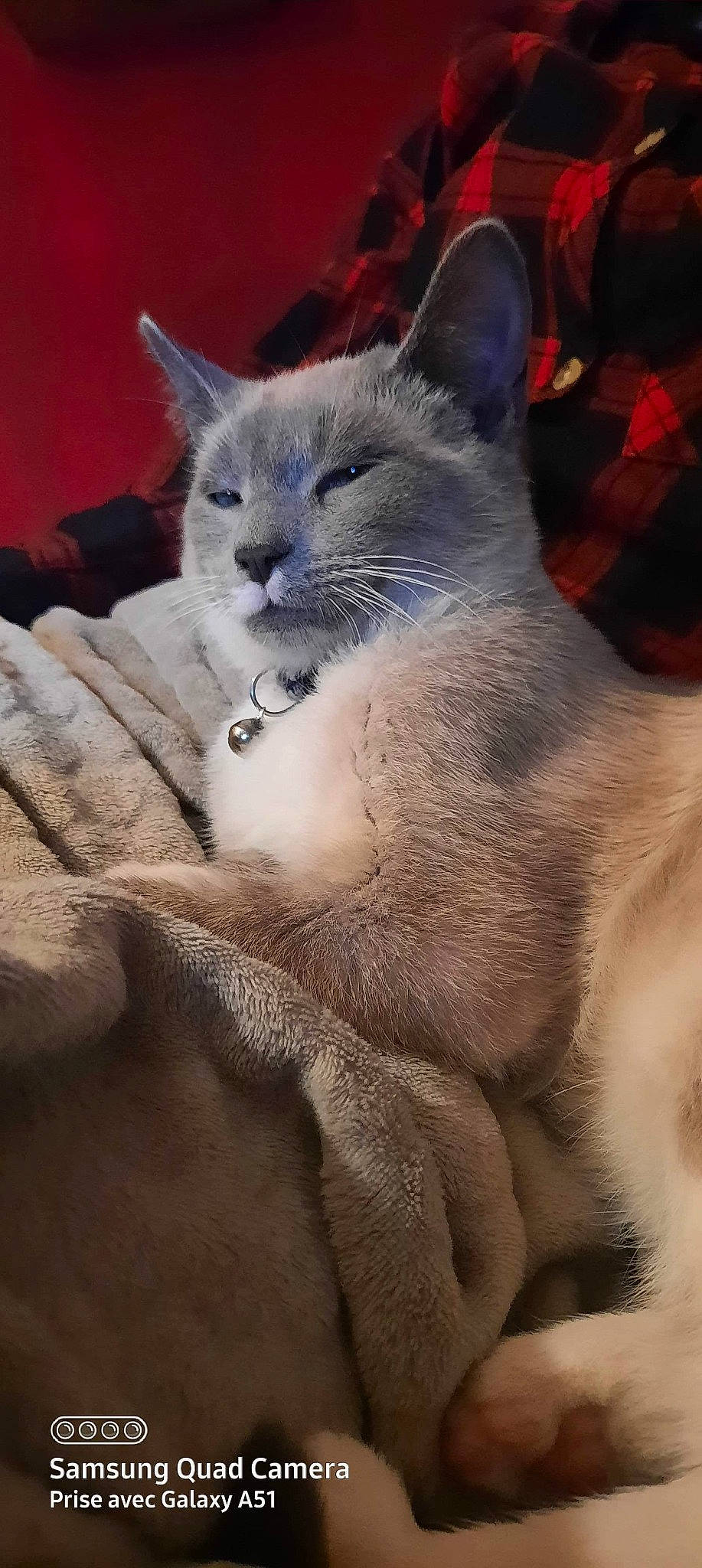 Flocoon a rejoint le concours — aidez-le/la à gagner de superbes lots ! carnivore, cat, comfort, domestic_short_haired_cat, felidae, fur, grey, iris, russian_blue, sitting, small_to_medium_sized_cats, snout, terrestrial_animal, whiskers, window