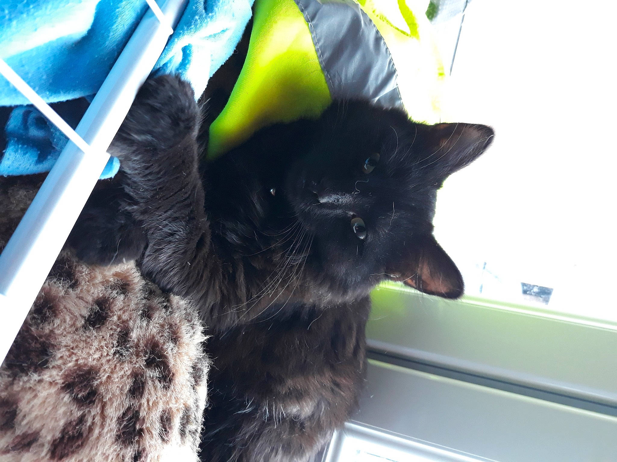 Zorro participe au concours pour gagner de l'argent avec cette photo : black_cat, bombay, carnivore, cat, claw, comfort, dog_breed, domestic_short_haired_cat, electric_blue, felidae, fur, gesture, paw, small_to_medium_sized_cats, snout, tail, terrestrial_animal, whiskers, window