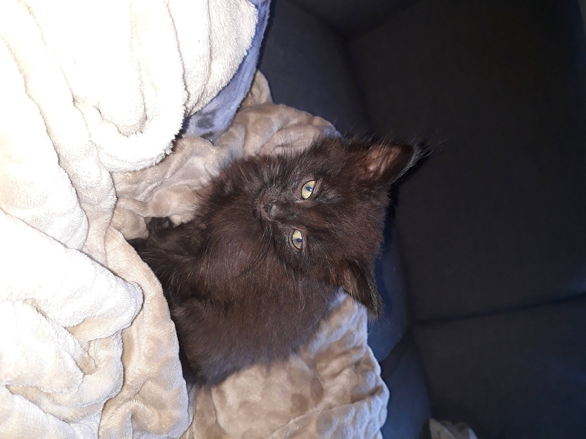 Zorro participe au concours pour gagner de l'argent avec cette photo : black_cat, carnivore, cat, claw, comfort, dog_breed, domestic_short_haired_cat, ear, fawn, felidae, fur, liver, nap, paw, small_to_medium_sized_cats, snout, tail, whiskers