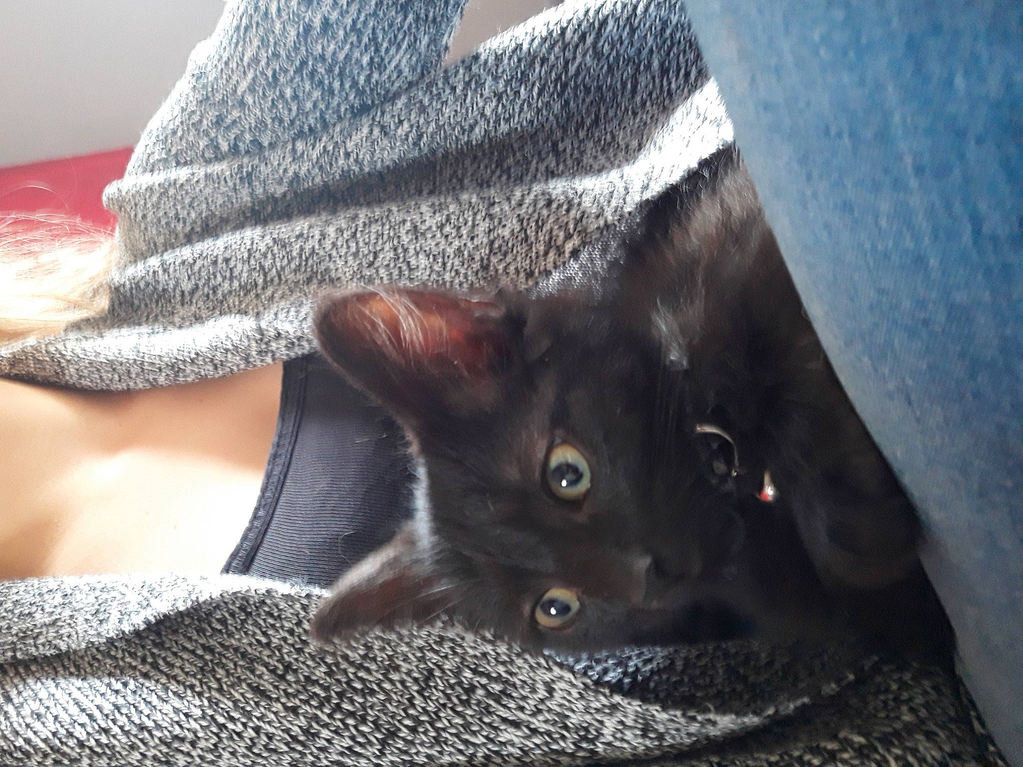 Zorro participe au concours pour gagner de l'argent avec cette photo : black_cat, cap, carnivore, cat, close_up, comfort, domestic_short_haired_cat, electric_blue, fashion_accessory, fawn, felidae, fur, gesture, grey, hat, mammal, sleeve, small_to_medium_sized_cats, vertebrate, whiskers