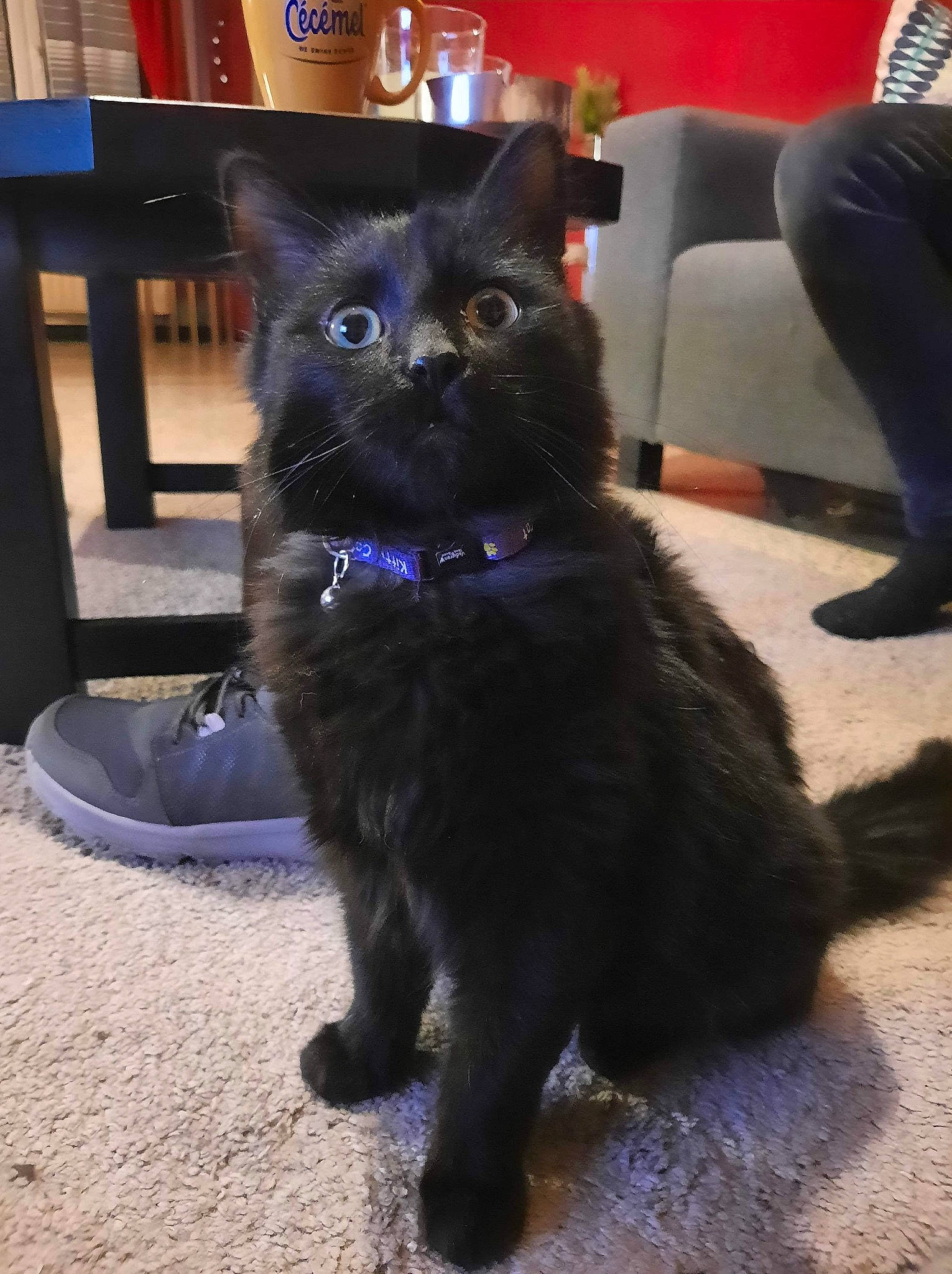 Zorro a rejoint le concours — aidez-le/la à gagner de superbes lots ! black_cat, bombay, carnivore, cat, chartreux, claw, collar, domestic_short_haired_cat, electric_blue, felidae, flooring, fur, paw, shadow, sitting, small_to_medium_sized_cats, snout, tail, terrestrial_animal, whiskers