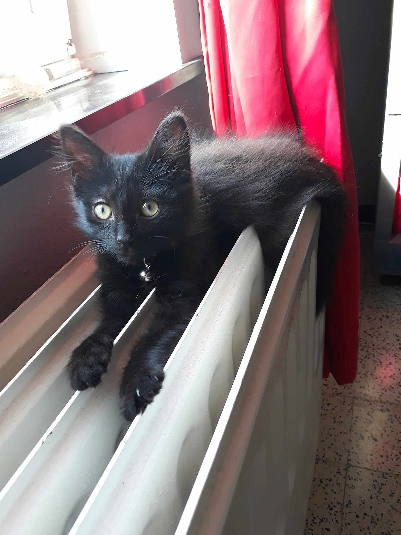 Zorro