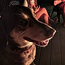 Zoey Muffin joined the competition — help win amazing prizes! dog, person, child, sitting, indoor, warm_lighting, portrait, happy, pet, animal, wood_floor, casual_clothing, evening, smile, closeup, friendship, relaxation, companionship, home, cozy