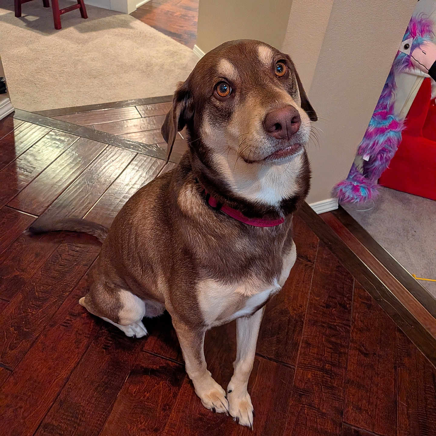 Zoey Muffin joined the competition — help win amazing prizes! dog, brown_dog, indoor, wooden_floor, carpet, stuffed_toy, wall, corner, pet, collar, flooring, home, animal, fur, ears, sitting, looking_up, toy, red_stool, house