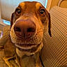 Zoey Muffin joined the competition — help win amazing prizes! dog, close_up, nose, whiskers, indoor, couch, furniture, window, blinds, brown, curious, pet, animal, sitting, face, canine, expression, home, portrait, funny