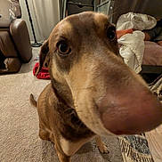 Zoey Muffin joined the competition — help win amazing prizes! dog, brown_dog, close_up, carpet, indoor, furniture, blanket, bed, floor, curious, pet, animal, canine, nose, ears, tail, room, lamp, basket, relaxed
