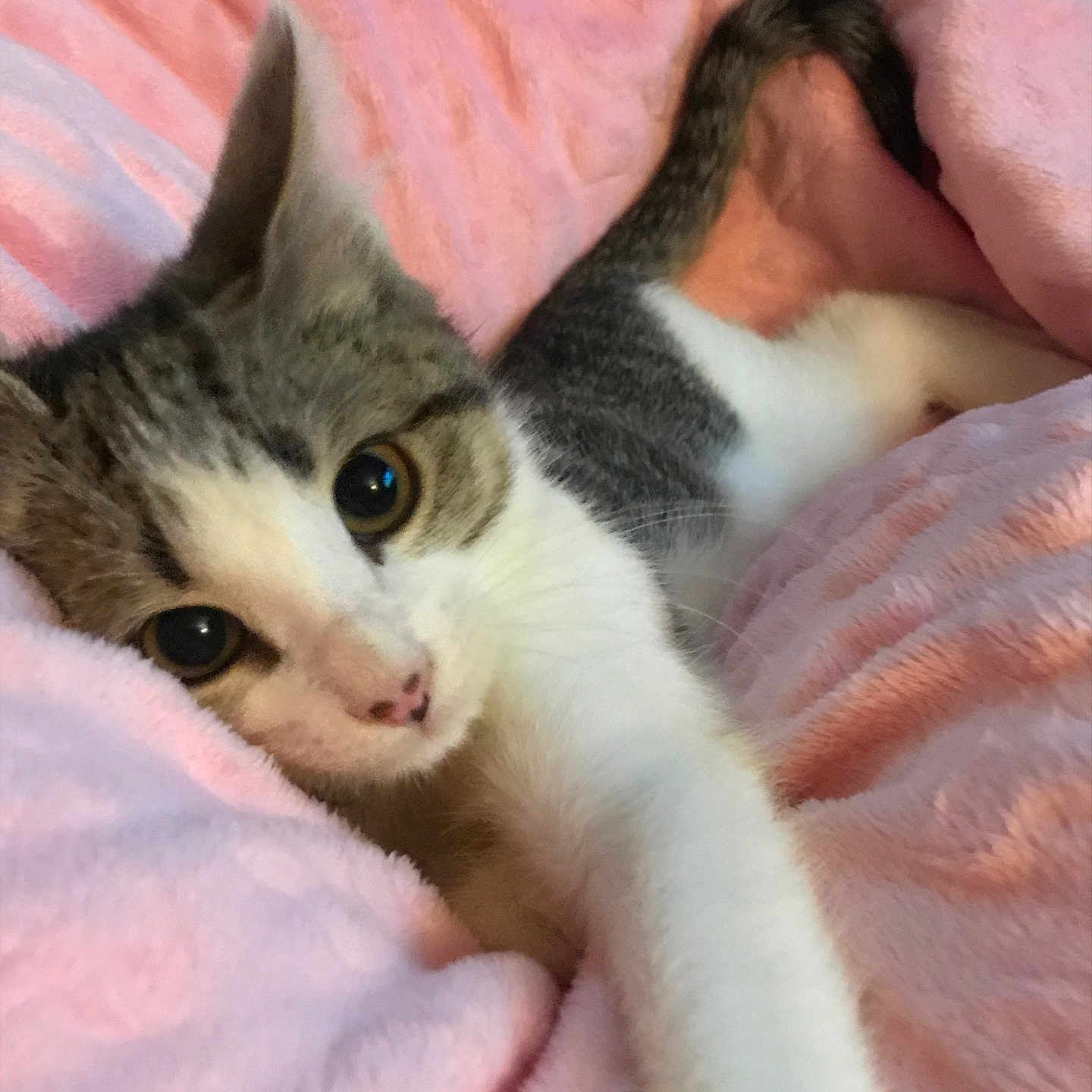 Kiki joined the competition — help win amazing prizes! adorable, animal, blanket, cat, closeup, cozy, cute, feline, fur, indoor, kitten, pet, pink, playful, relaxing, sleepy, soft, stretching, whiskers, young