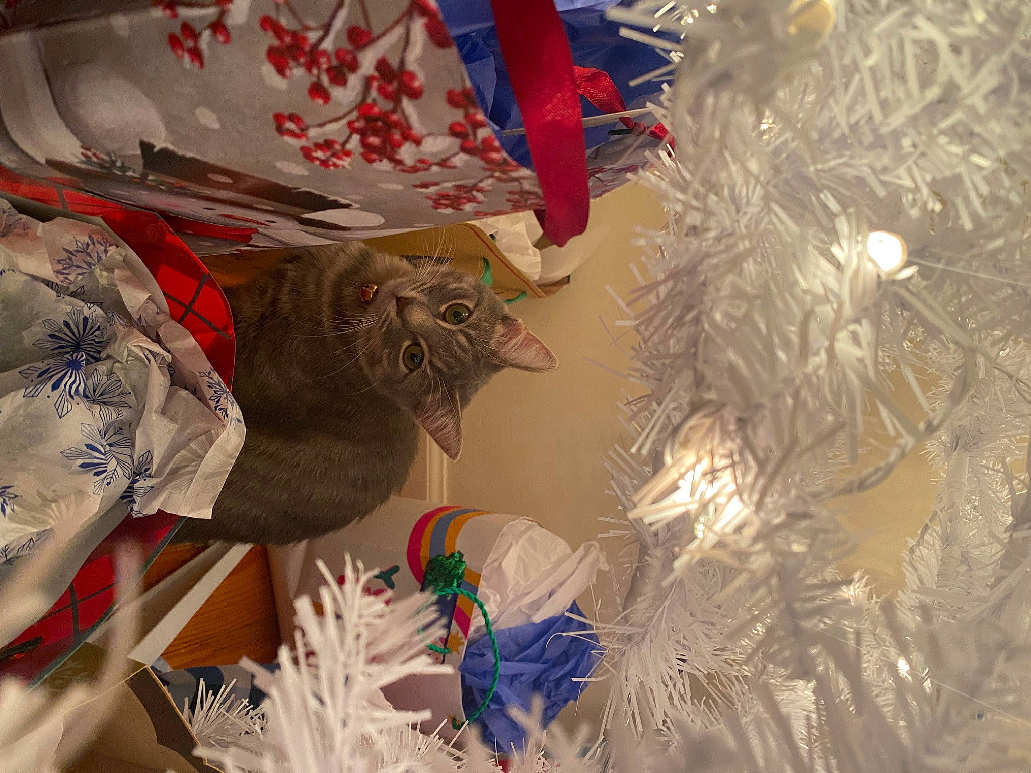 Claire joined the competition — help win amazing prizes! art, christmas_decoration, christmas_eve, christmas_ornament, christmas_tree, conifer, event, feather, holiday, holiday_ornament, interior_design, ornament, paper, pattern, plastic, present, room, textile, tradition, wood