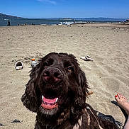 Mylo joined the competition — help win amazing prizes! dog, beach, sand, blue_sky, harness, smiling, close_up, pet, outdoor, sunny, foot, happy, canine, summer, water_bottle, shoe, coast, seaside, daytime, vacation