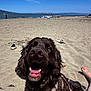 dog, beach, sand, blue_sky, harness, smiling, close_up, pet, outdoor, sunny, foot, happy, canine, summer, water_bottle, shoe, coast, seaside, daytime, vacation