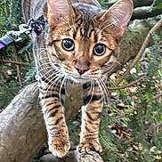 Arya a rejoint le concours — aidez-le/la à gagner de superbes lots ! cat, bengal, pet, animal, feline, whiskers, ears, big_eyes, tree, branch, bark, leaves, outdoors, harness, leash, climbing, paws, portrait, nature, closeup
