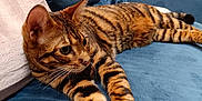 Arya a rejoint le concours — aidez-le/la à gagner de superbes lots ! cat, bengal_cat, pet, feline, stripes, tabby, fur, whiskers, paws, ears, couch, sofa, blue_sofa, cushion, pillow, indoor, relaxed, lying_down, portrait, home