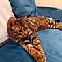 cat, bengal_cat, pet, feline, stripes, tabby, fur, whiskers, paws, ears, couch, sofa, blue_sofa, cushion, pillow, indoor, relaxed, lying_down, portrait, home