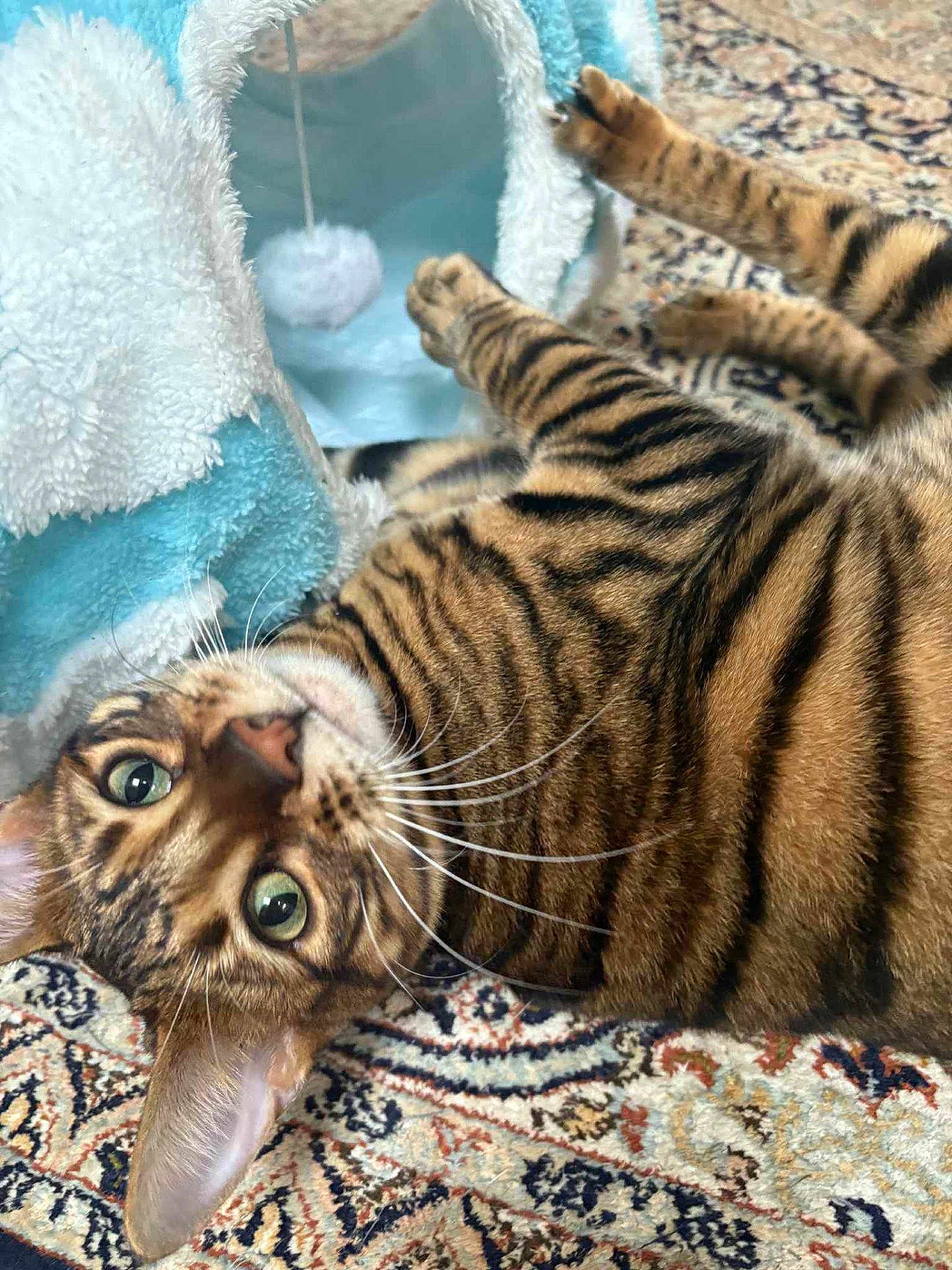 Arya participe au concours pour gagner de l'argent avec cette photo : cat, bengal_cat, tabby, striped_fur, green_eyes, whiskers, paws, fur, play_tunnel, plush_toy, carpet, ornate_rug, indoor, pet, portrait, close_up, relaxed, lying_down, curious, cozy