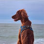 dog, brown_dog, blue_harness, side_profile, ocean, sea, water, sky, outdoor, canine, pet, fur, wind, nature, animal, mammal, portrait, calm, daytime, scenic