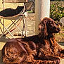 dog, cat, outdoor, sunlight, patio, chair, relaxing, animal, furniture, nature, greenery, fluffy, brown_dog, black_and_white_cat, resting, daylight, shadow, calm, pet, fur