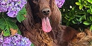 Raven participe au concours pour gagner de l'argent avec cette photo : dog, brown_dog, long_hair, tongue_out, flower, hydrangea, purple_flower, blue_flower, green_leaves, garden, outdoor, nature, pet, animal, relaxed, playful, fur, tongue, leaf, mulch